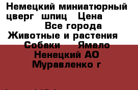 Немецкий миниатюрный(цверг) шпиц › Цена ­ 50 000 - Все города Животные и растения » Собаки   . Ямало-Ненецкий АО,Муравленко г.